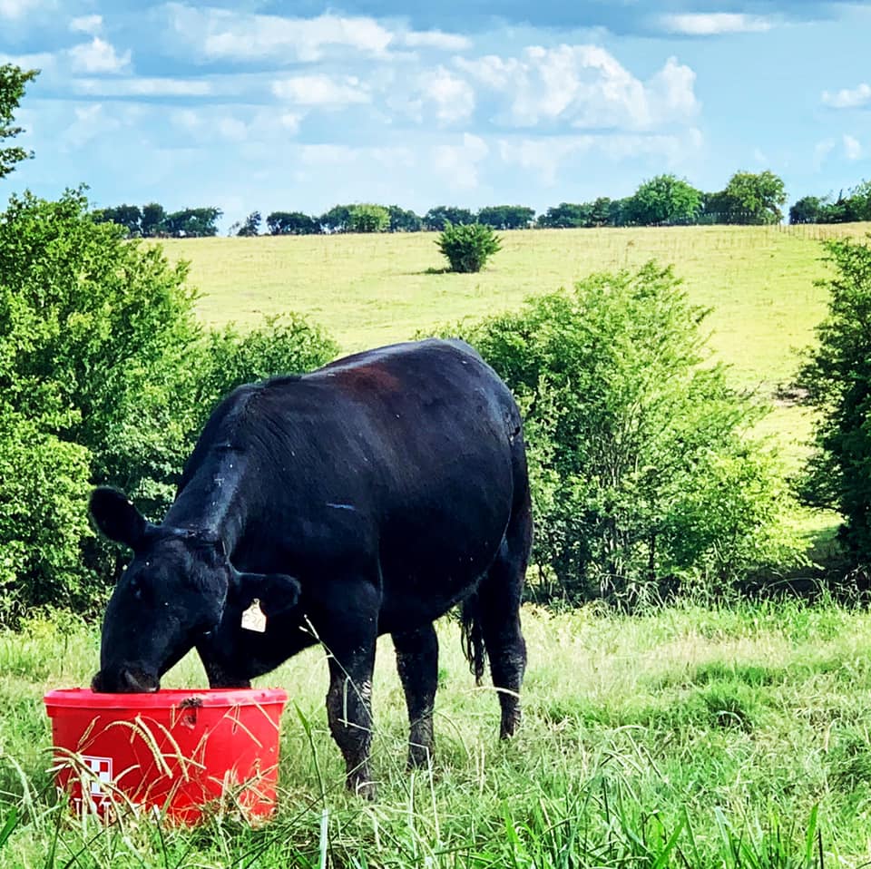 Using Minerals as Your Ounce of Prevention Bear Creek Country Store