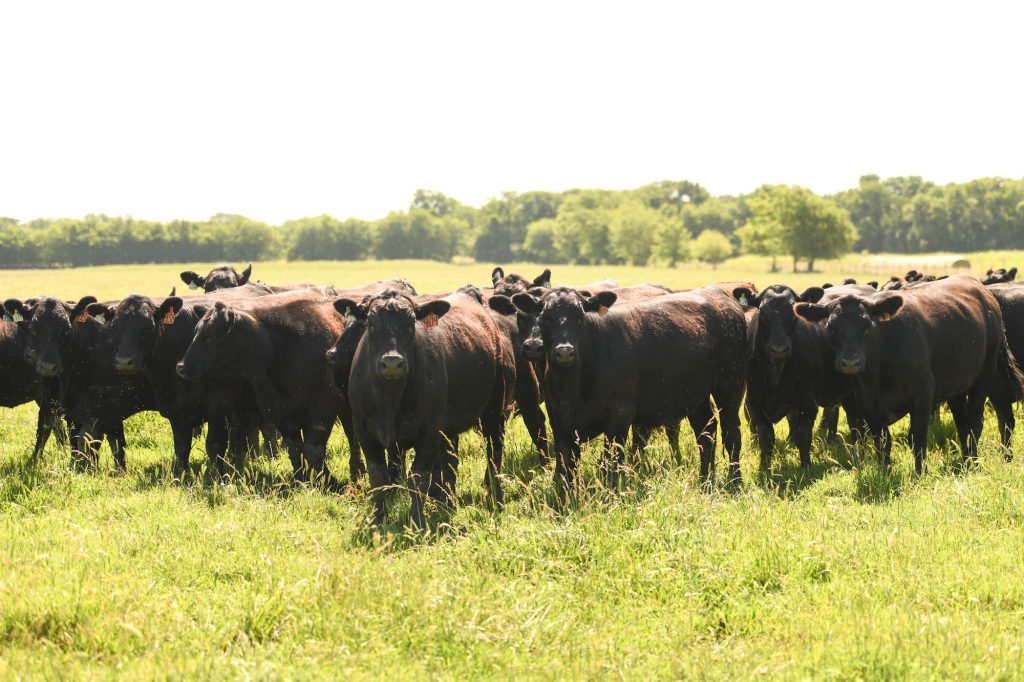 3rd Annual Angus Female & Bull Sale Bear Creek Country Store