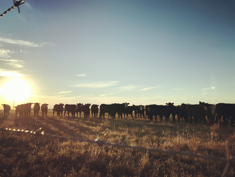 Beyond the Bag Bear Creek Country Store