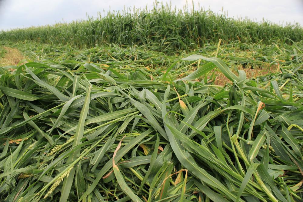 Haygrazer Fastgrass Seed Bear Creek Country Store