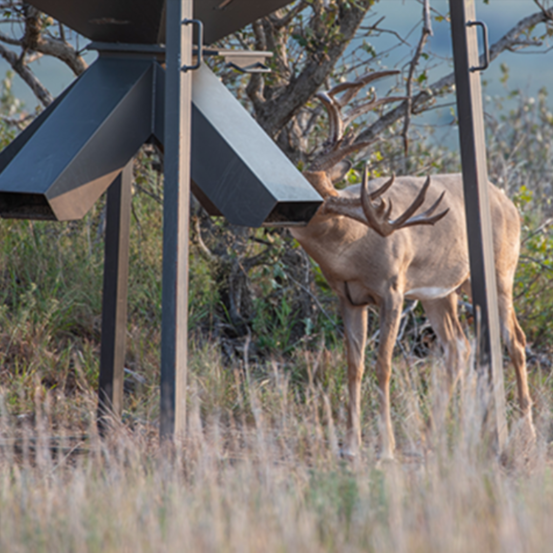 Training Deer to Eat from a Deer Feeder Bear Creek Country Store